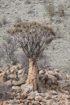 Quiver Tree (Aloidendron dichotomum)