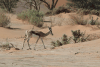 Kalahari Springbok (Antidorcas marsupialis hofmeyri)