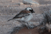 Arid Cape Sparrow (Passer melanurus damarensis)