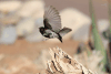 Dusky Sunbird (Cinnyris fuscus)