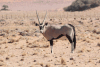 Gemsbok (Oryx gazella)
