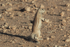 Cape Ground Squirrel (Geosciurus inauris)