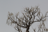 Phantom Tree (Moringa ovalifolia)