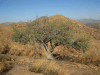 Shepherd's Tree (Boscia albitrunca)