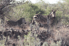 Hartmann's Mountain Zebra (Equus zebra hartmannae)