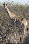 Angolan Giraffe (Giraffa camelopardalis angolensis)