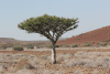 Shepherd's Tree (Boscia albitrunca)
