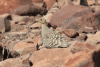 Namaqua Sandgrouse (Pterocles namaqua)
