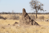 Dark Brown Termite Mound
