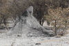 Grey Termite Mound