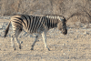 Equus quagga
