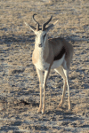 Kalahari Springbok (Antidorcas marsupialis hofmeyri)