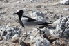 Blacksmith Lapwing (Vanellus armatus)