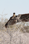 Close-up Angolan Giraffe