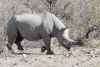 South-western Black Rhinoceros (Diceros bicornis occidentalis)