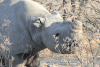 South-western Black Rhinoceros (Diceros bicornis occidentalis)