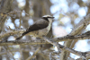 Western Southern White-crowned Shrike (Eurocephalus anguitimens anguitimens)