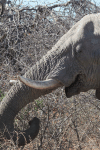 Close-up African Bush Elephant