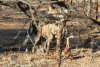 Cape Wild Dog (Lycaon pictus pictus)