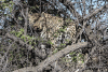 Panthera pardus pardus