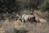 Cape Eland (Taurotragus oryx oryx)