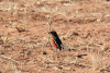 Crimson-breasted Shrike (Laniarius atrococcineus)