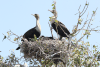 White-breasted Cormorant (Phalacrocorax lucidus)