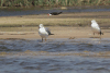 Grey-headed Gull (Chroicocephalus cirrocephalus)