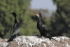 African Reed Cormorant (Microcarbo africanus africanus)