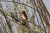 Malachite Kingfisher ssp. robertsi (Corythornis cristatus robertsi)