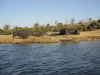 Hippos Chobe River