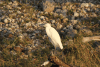 Western Little Egret (Egretta garzetta garzetta)