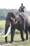 Asian Elephant Large Tusks