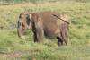 Old Female Elephant Retired