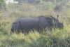 Indian Rhino See Characteristic