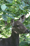 Sri Lankan Sambar Deer (Rusa unicolor unicolor)