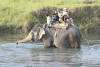 Elephant Chitwan National Park