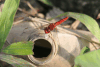 Scarlet Skimmer (Crocothemis servilia)