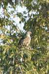 Indian Spotted Eagle (Clanga hastata)
