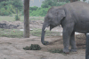 Feeding Elephant