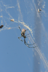Jorō Spider (Trichonephila clavata)