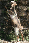 Domesticated Goat (Capra hircus)