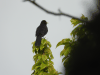 Common Blackbird (Turdus merula)