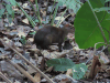 Central American Agouti (Dasyprocta punctata)