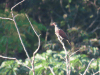 Scaled Pigeon (Patagioenas speciosa)