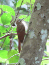 Plain-brown Woodcreeper (Dendrocincla fuliginosa)