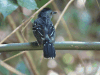 Black-crowned Antshrike (Thamnophilus atrinucha)