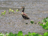 Southern Black-bellied Whistling Duck (Dendrocygna autumnalis autumnalis)