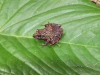 Isla Bonita Robber Frog (Craugastor crassidigitus)