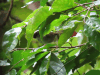 Black-cheeked Warbler (Basileuterus melanogenys)